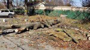 Tree Removal Lexington