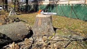 Tree Removal Lexington